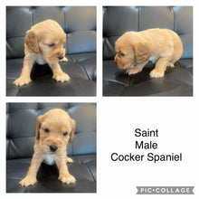 Load image into Gallery viewer, SAINT - Male Cocker Spaniel - Ready 4th Dec