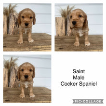 Load image into Gallery viewer, SAINT - Male Cocker Spaniel - Ready 4th Dec