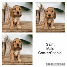 Load image into Gallery viewer, SAINT - Male Cocker Spaniel - Ready 4th Dec