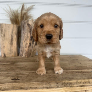 SAINT - Male Cocker Spaniel - Ready 4th Dec