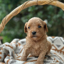 Load image into Gallery viewer, SALLY - Female Toy Cavoodle - Ready 30th April