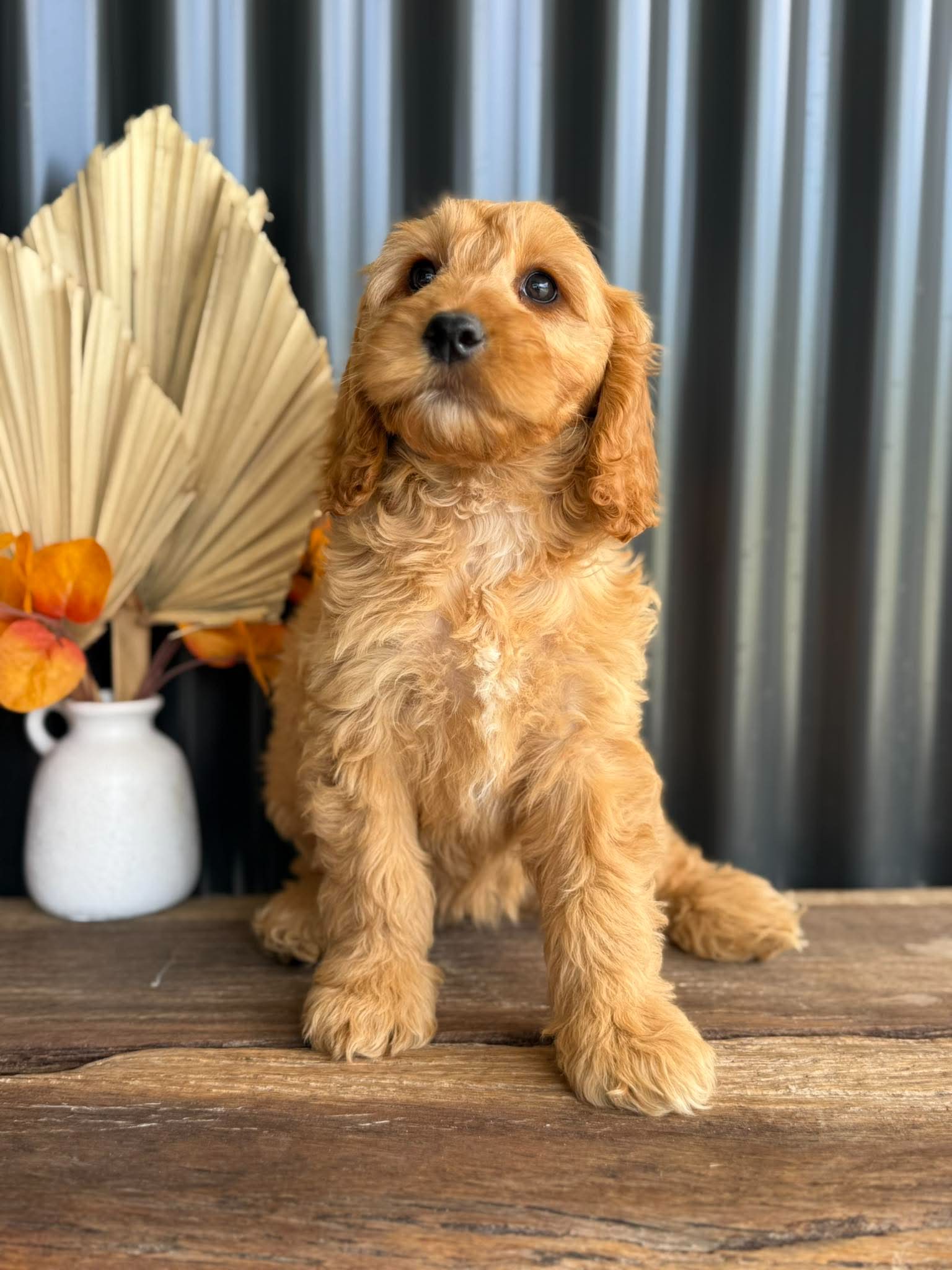SALLY - Female Mini Spoodle - Ready Now