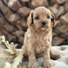 Load image into Gallery viewer, SALLY - Female Toy Cavoodle - Ready 30th April
