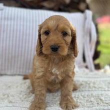 Load image into Gallery viewer, SALLY - Female Mini Spoodle - Ready 23rd Oct