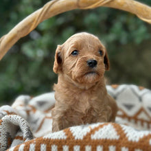 Load image into Gallery viewer, SALLY - Female Toy Cavoodle - Ready 30th April