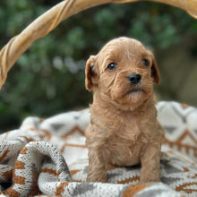 Load image into Gallery viewer, SALLY - Female Toy Cavoodle - Ready 30th April