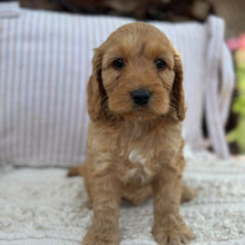 Load image into Gallery viewer, SALLY - Female Mini Spoodle - Ready 23rd Oct