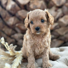 Load image into Gallery viewer, SALLY - Female Toy Cavoodle - Ready 30th April