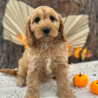 SALLY - Female Mini Spoodle - Ready Now