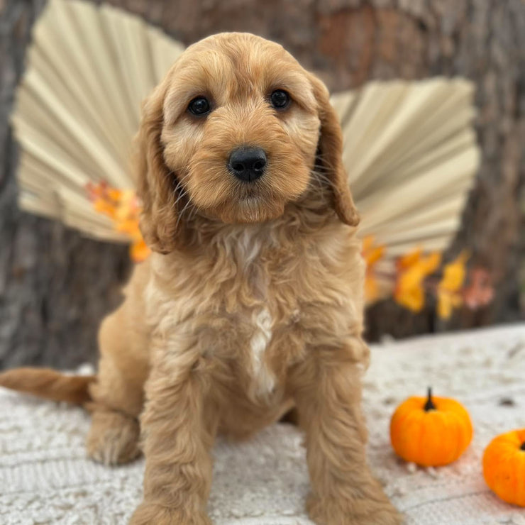 SWEETPEA - Female Mini Spoodle - Ready Now