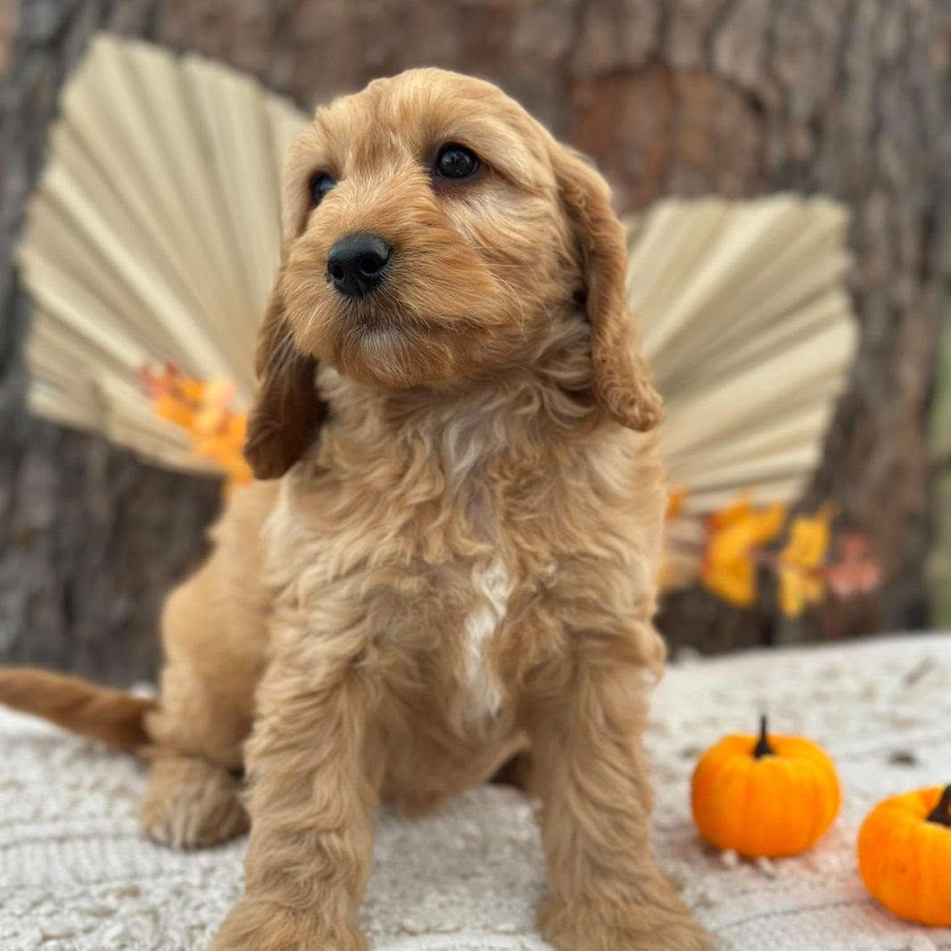 SALLY - Female Mini Spoodle - Ready 23rd Oct