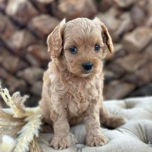 Load image into Gallery viewer, SALLY - Female Toy Cavoodle - Ready 30th April