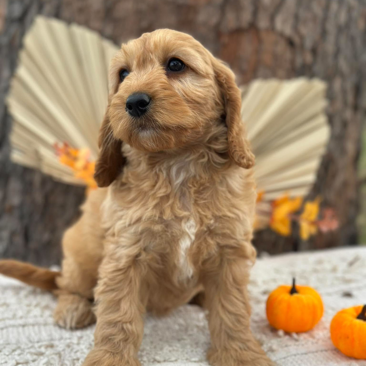 SALLY - Female Mini Spoodle - Ready Now