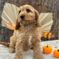 SALLY - Female Mini Spoodle - Ready Now