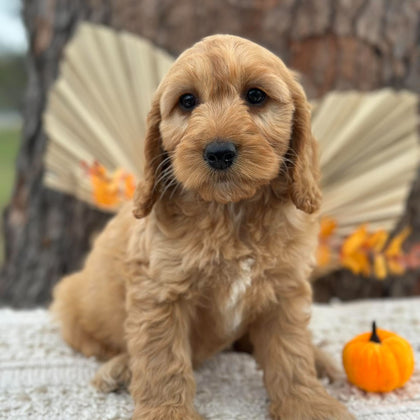 SALLY - Female Mini Spoodle - Ready Now