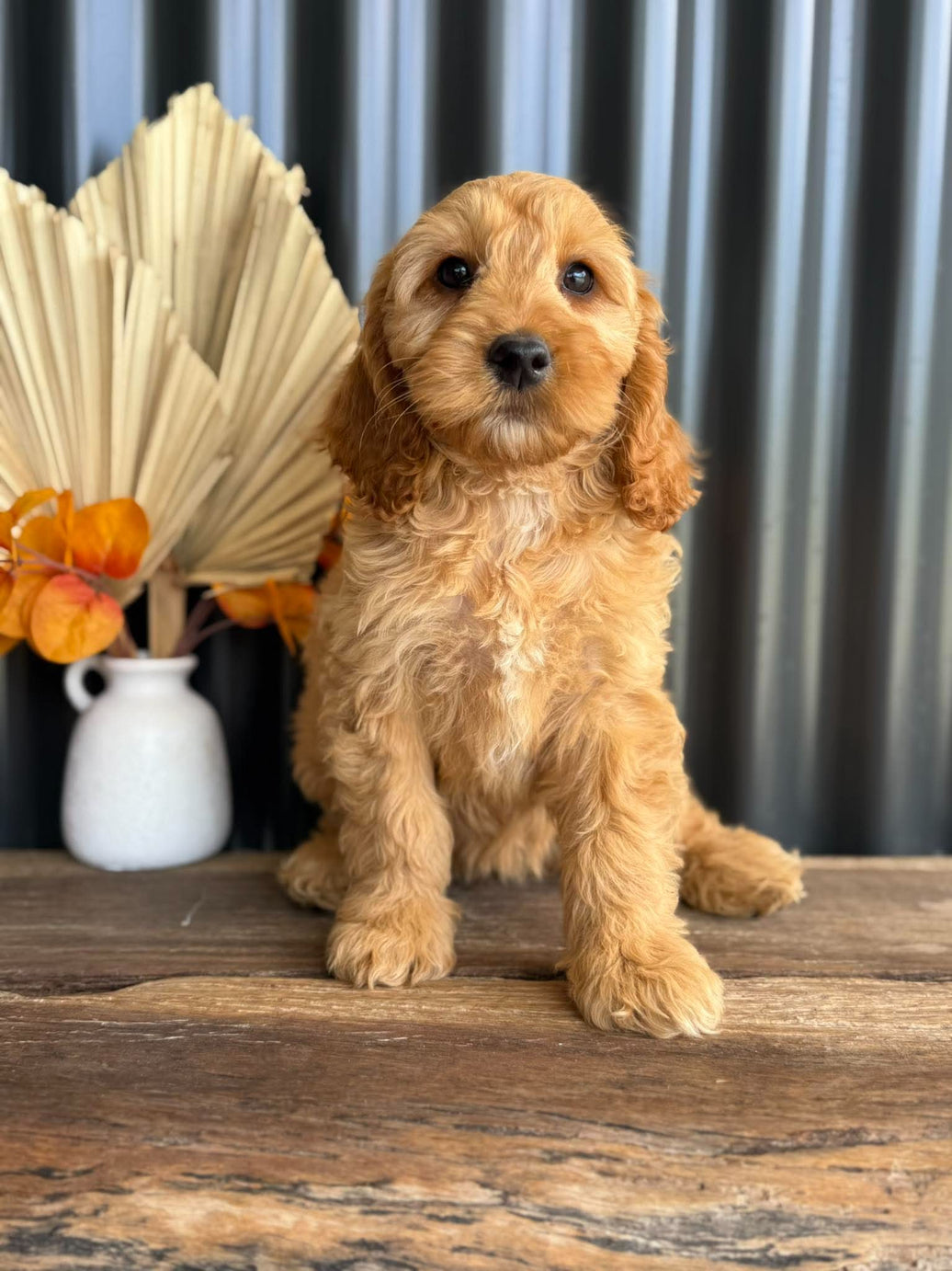 SALLY - Female Mini Spoodle - Ready Now