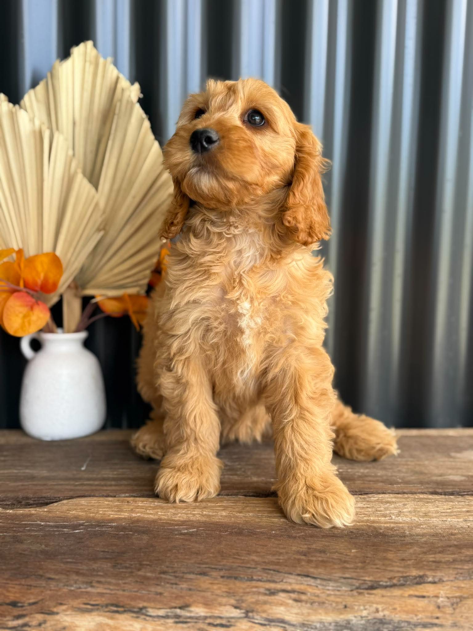 SALLY - Female Mini Spoodle - Ready Now
