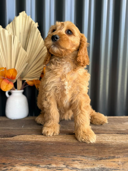 SALLY - Female Mini Spoodle - Ready Now
