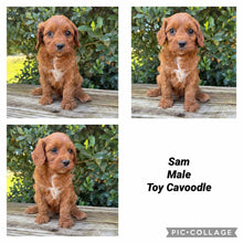 Load image into Gallery viewer, SAM - Male Toy Cavoodle - Ready Now
