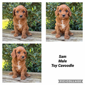 SAM - Male Toy Cavoodle - Ready Now