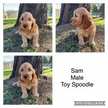 Load image into Gallery viewer, SAM - Male Toy Spoodle - Ready Now