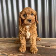 Load image into Gallery viewer, SAM - Male Toy Cavoodle - Ready Now