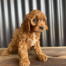 Load image into Gallery viewer, SAM - Male Toy Cavoodle - Ready Now