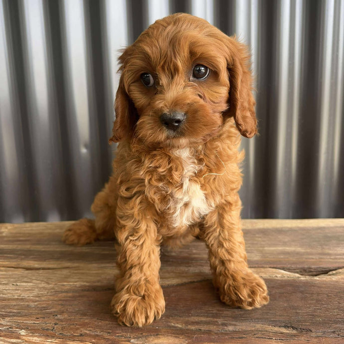 SAM - Male Toy Cavoodle - Ready Now
