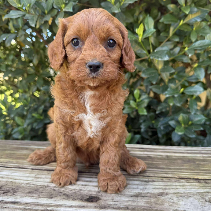 SAM - Male Toy Cavoodle - Ready Now