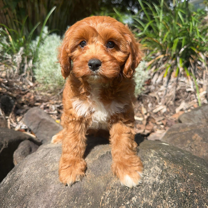 SAMSON - Male Toy Cavoodle - Ready Now