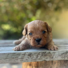 Load image into Gallery viewer, SAMSON - Male Toy Cavoodle - Ready 13th Jan