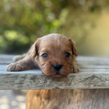 Load image into Gallery viewer, SAMSON - Male Toy Cavoodle - Ready 13th Jan