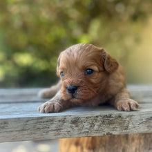 Load image into Gallery viewer, SAMSON - Male Toy Cavoodle - Ready 13th Jan