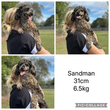 Load image into Gallery viewer, SCOUTY - Male Toy Cavoodle - Ready Now