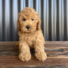 Load image into Gallery viewer, SANTA - Male Toy/Mini Cavoodle - Ready Now