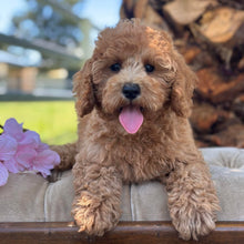 Load image into Gallery viewer, SANTA - Male Toy/Mini Cavoodle - Ready Now