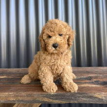 Load image into Gallery viewer, SANTA - Male Toy/Mini Cavoodle - Ready Now