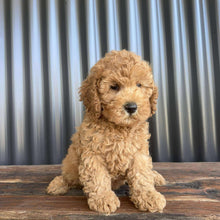 Load image into Gallery viewer, SANTA - Male Toy/Mini Cavoodle - Ready Now