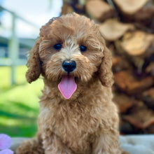 Load image into Gallery viewer, SANTA - Male Toy/Mini Cavoodle - Ready Now