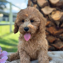 Load image into Gallery viewer, SANTA - Male Toy/Mini Cavoodle - Ready Now