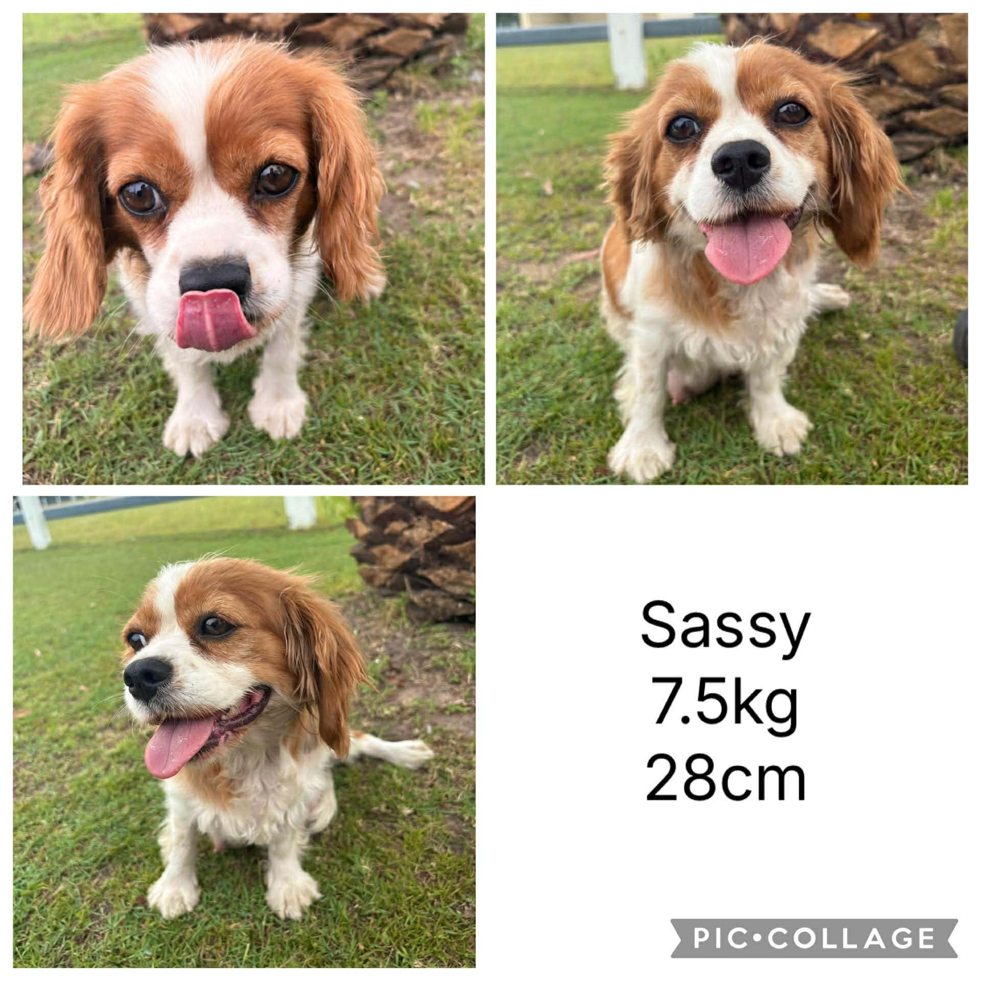 SAGE - Female Toy Cavoodle - Ready Now