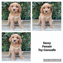 Load image into Gallery viewer, SASSY - Female Toy Cavoodle - Ready Now