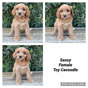 SASSY - Female Toy Cavoodle - Ready Now