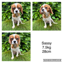 Load image into Gallery viewer, SAGE - Male Toy Cavoodle - Ready 13th Jan