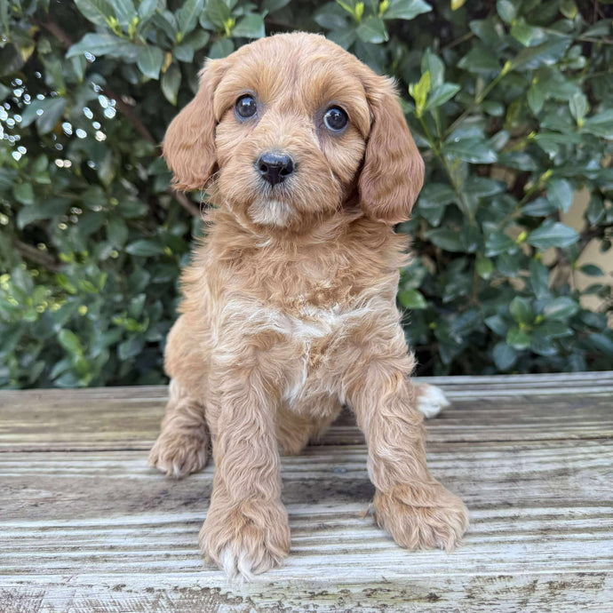 SASSY - Female Toy Cavoodle - Ready Now