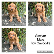 Load image into Gallery viewer, .SAWYER - Male Toy Cavoodle - Ready Now