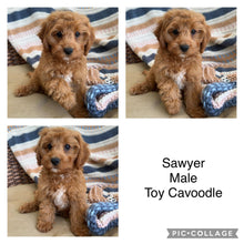 Load image into Gallery viewer, .SAWYER - Male Toy Cavoodle - Ready Now
