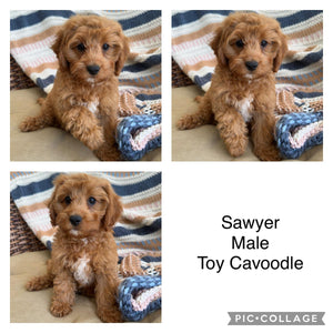.SAWYER - Male Toy Cavoodle - Ready Now