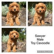 Load image into Gallery viewer, SAWYER - Male Toy Cavoodle - Ready Now
