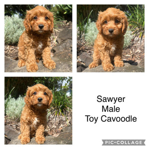 .SAWYER - Male Toy Cavoodle - Ready Now